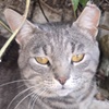 Griset Kater Silke